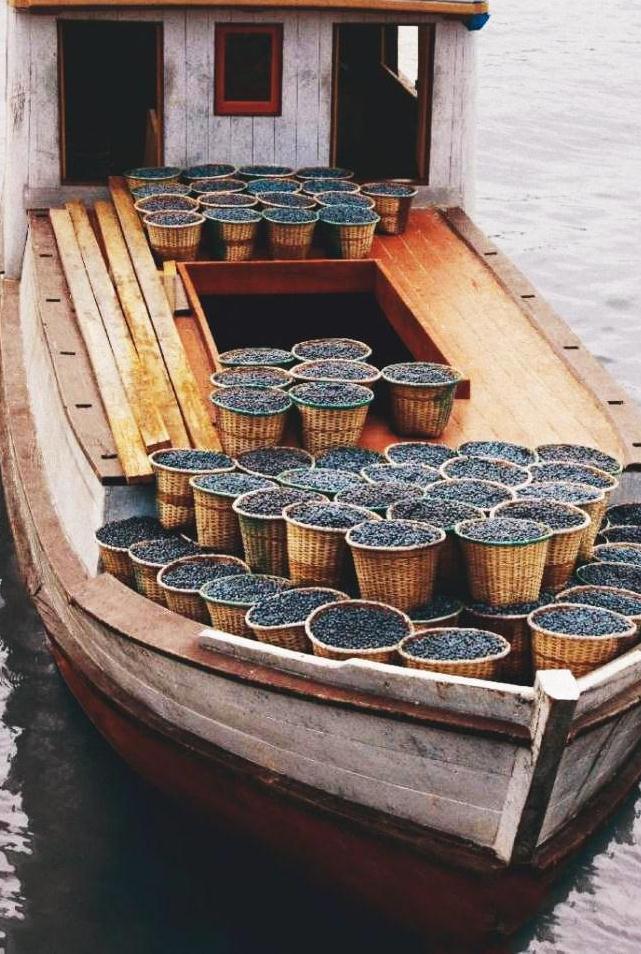 Açai berries transported by riverboat